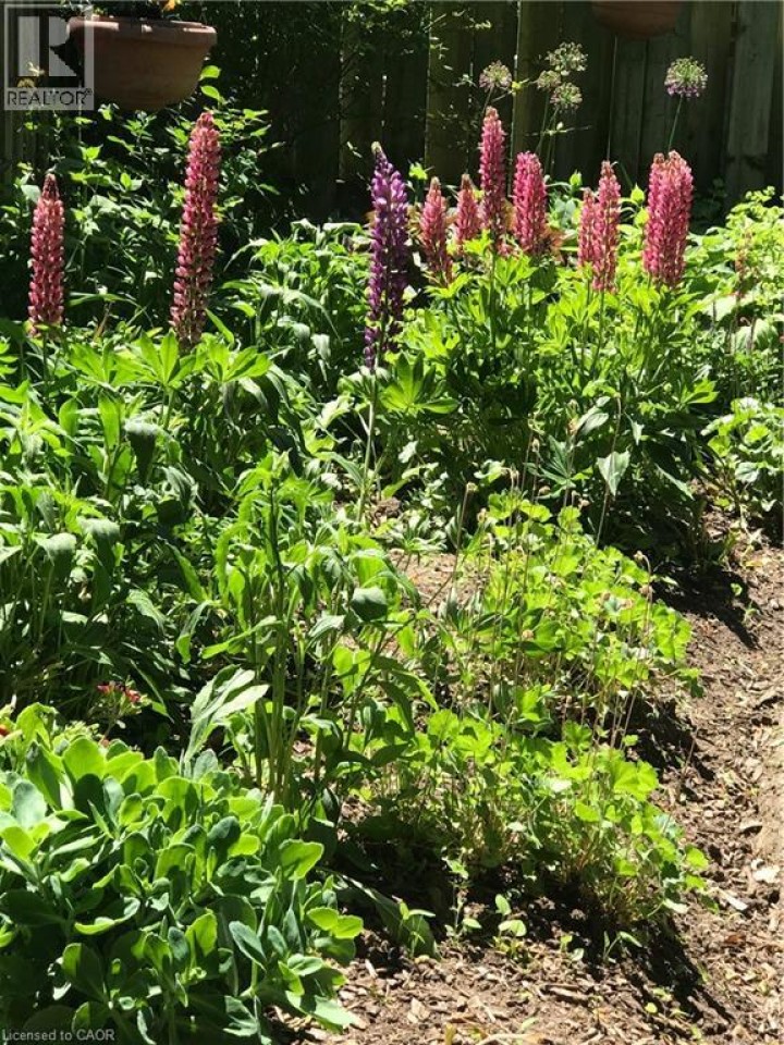 Photo 45 at 151 Concession Street, Cambridge